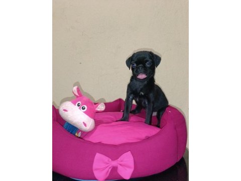 Gül kuyruk basık surat orjinal pug mops