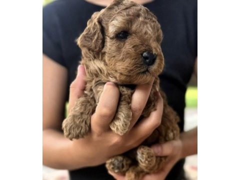 Maltipoo çok tatlı
