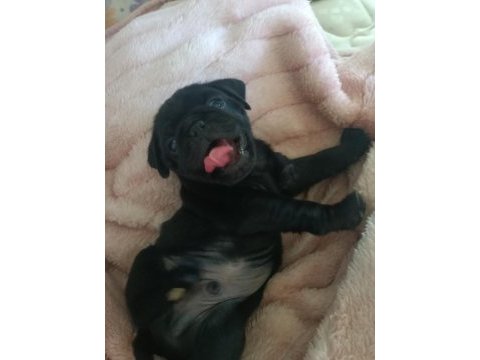 Pink taşıyıcı sss kalite dişi erkek mevcut pug