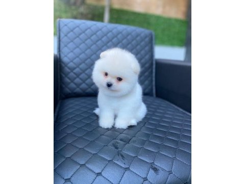 Ukranya girişli pomeranian boo yavrum