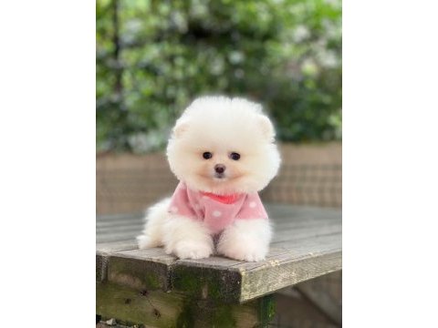 A kalite pomeranian boo yavrular