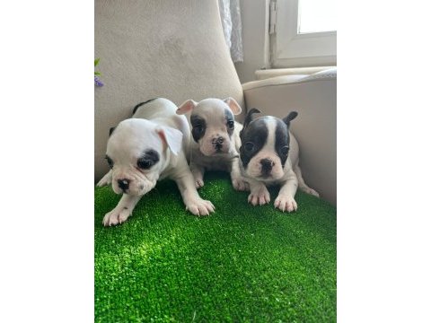 Fransız bulldog yavrularım