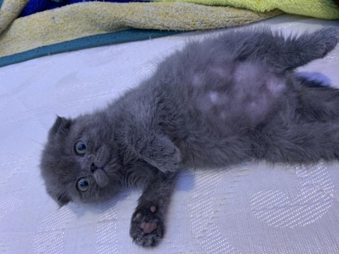 50 günlük scottish fold oğlum