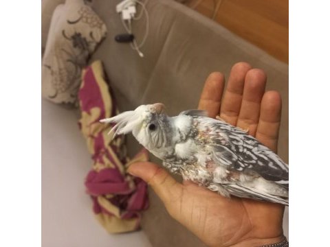 Yeni yeme düşen sultan papağanı yavrular