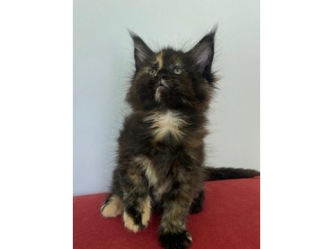 Maine coon dişi tortie üst kaliteli