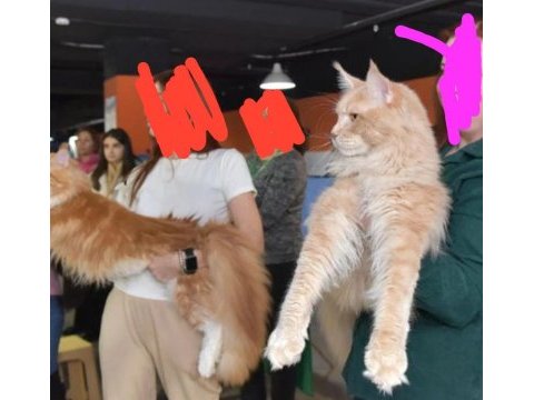 1 yaşında simba yeni sahiplerini arıyor.