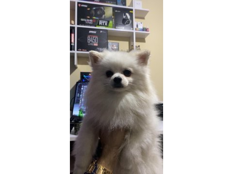 1 yaşında erkek pomeranian eğitimli kar beyazı renkte