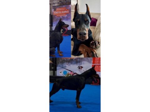 Teslime hazır doberman yavruları