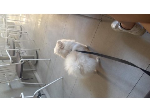 13 aylık erkek pomeranian boo - orjinal ırk aşıları tam