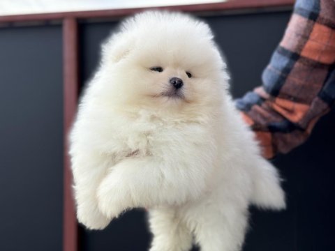Petmode köpek çiftliğinden tea cup pomeranian