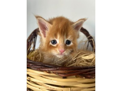 Sağlık ve ırk garantili minik maine coon devler