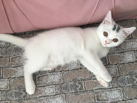 Sevecen oyuncu british longhair ketçap yuva arıyor