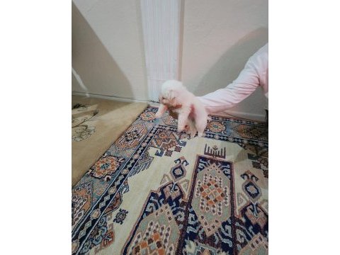 Maltese yavrular