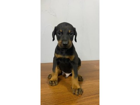 Estetikli veya estetiksiz doberman yavrular