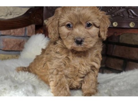 Köpeğimiz toy poddle