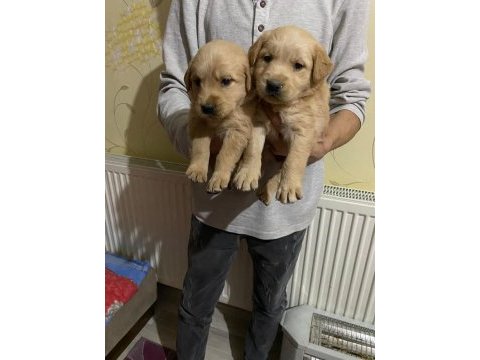 Baby face yavrular golden retriever