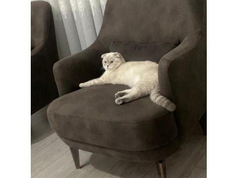 8 aylık dişi scottish fold