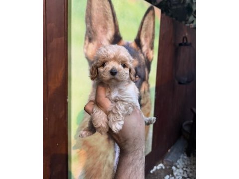 Teacup kore maltipoo yavrular