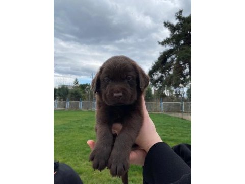 Labrador yavrularımız