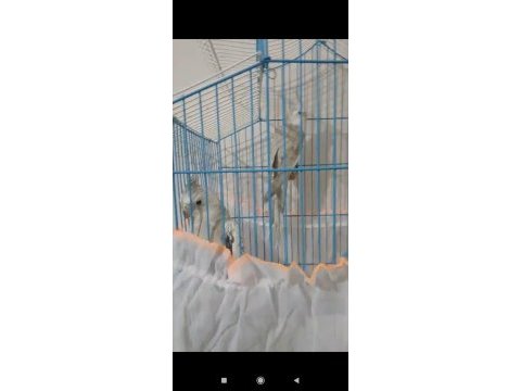 Yavru wi-fi çift sultan papağanı