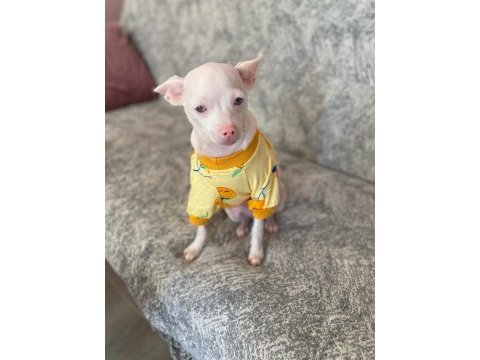 Çok özel chihuahua bebeğimize aile arıyoruz