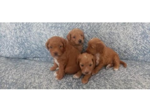 A kalite şecereli maltipoo yavrularımız