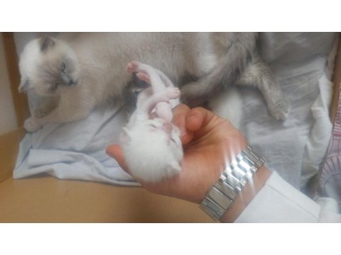 6 adet yavru kedimiz bulunmakta uyguna verilecektir
