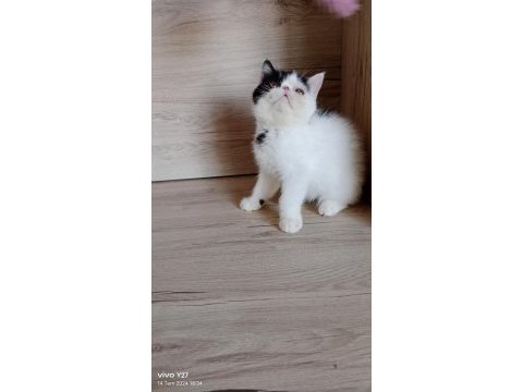 Show kalite exotic shorthair bebekler