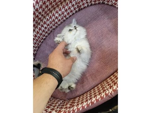 Yavru british longhair