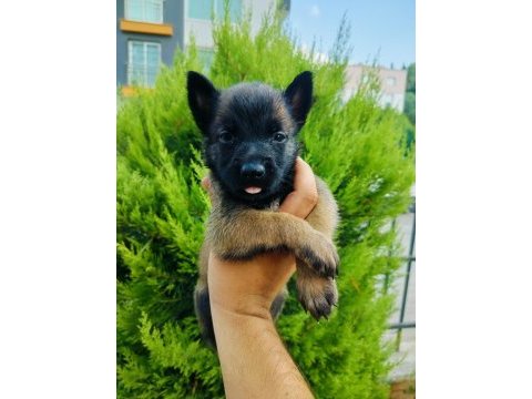A kalite belçika kurdu yavruları