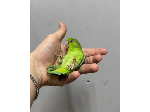 Forpus yavru papağanlarımız gönderim sağlanır