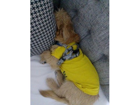 Baba pekinez anne terrier kızımız 4 aylık