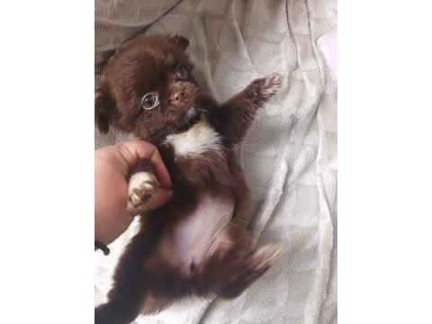 Chihuahua yavrular