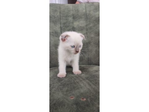 Scottish fold erkek