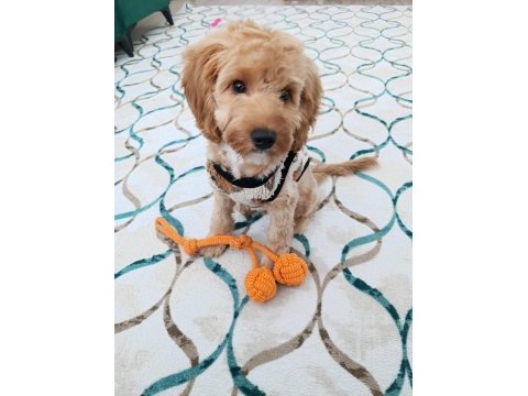 Maltipoo oğlum