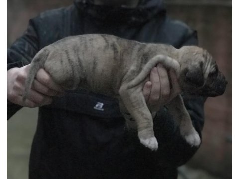 A kalite presa canario yavruları