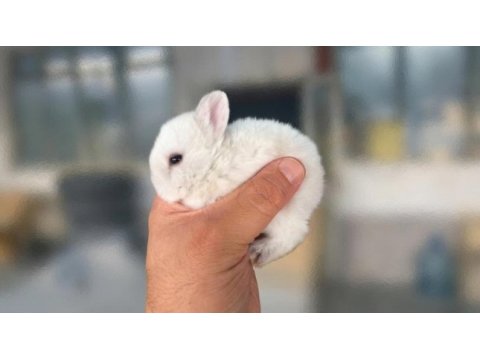 Hollanda cüce tavşan beyaz karamel chinchilla aguti