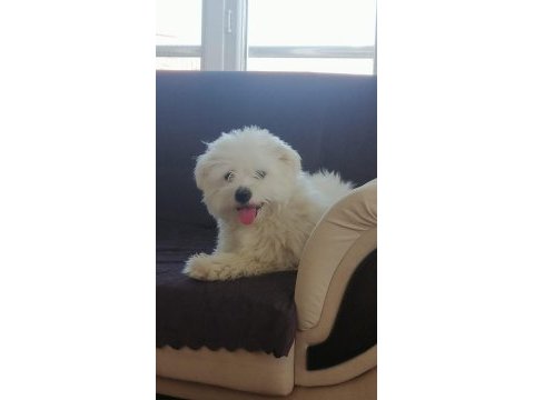 6 kardeşten son maltipoo yavrumuz