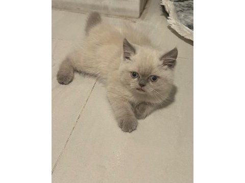 British shorthair blue point kedimiz
