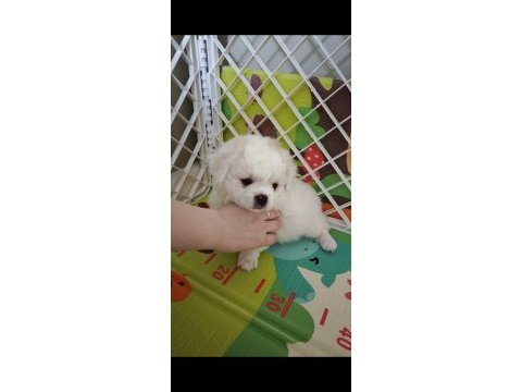 Pet eğitimli ev doğumlu maltese yavrular