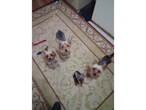 9 aylık uygun erkek köpeğimiz