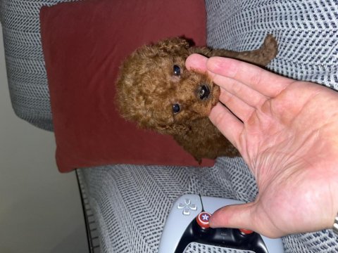 Kore kan 1.5 kilo garantili minyatür toy poodle bebek