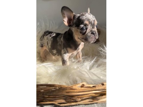 Exotic renk french bulldog köpekler