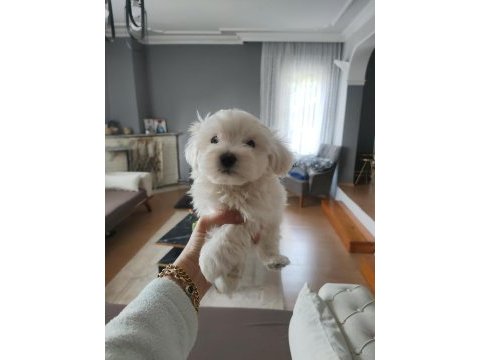 Maltese bebekler