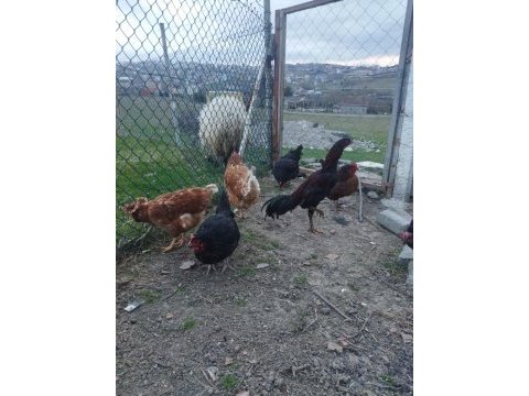 Yumurta tavuğu