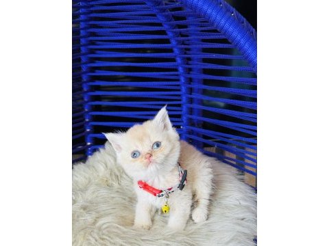 British shorthair krem rengi yavru