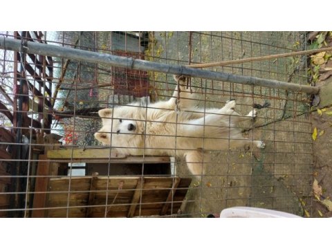 Samoyed sahibinden