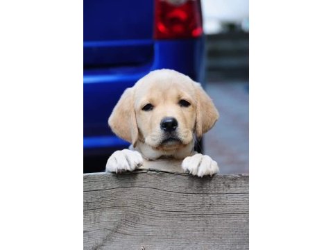 Türkiyenin en özel labrador yavruları 