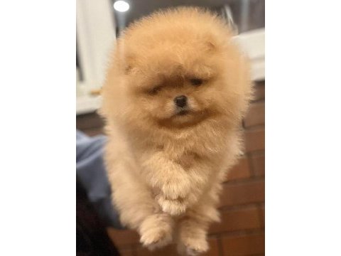 Show kalite pomeranian yavrular ziyarete açık