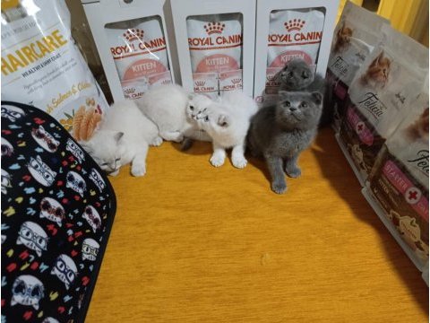 Dişi erkek scottish fold sağlıklı bebekler
